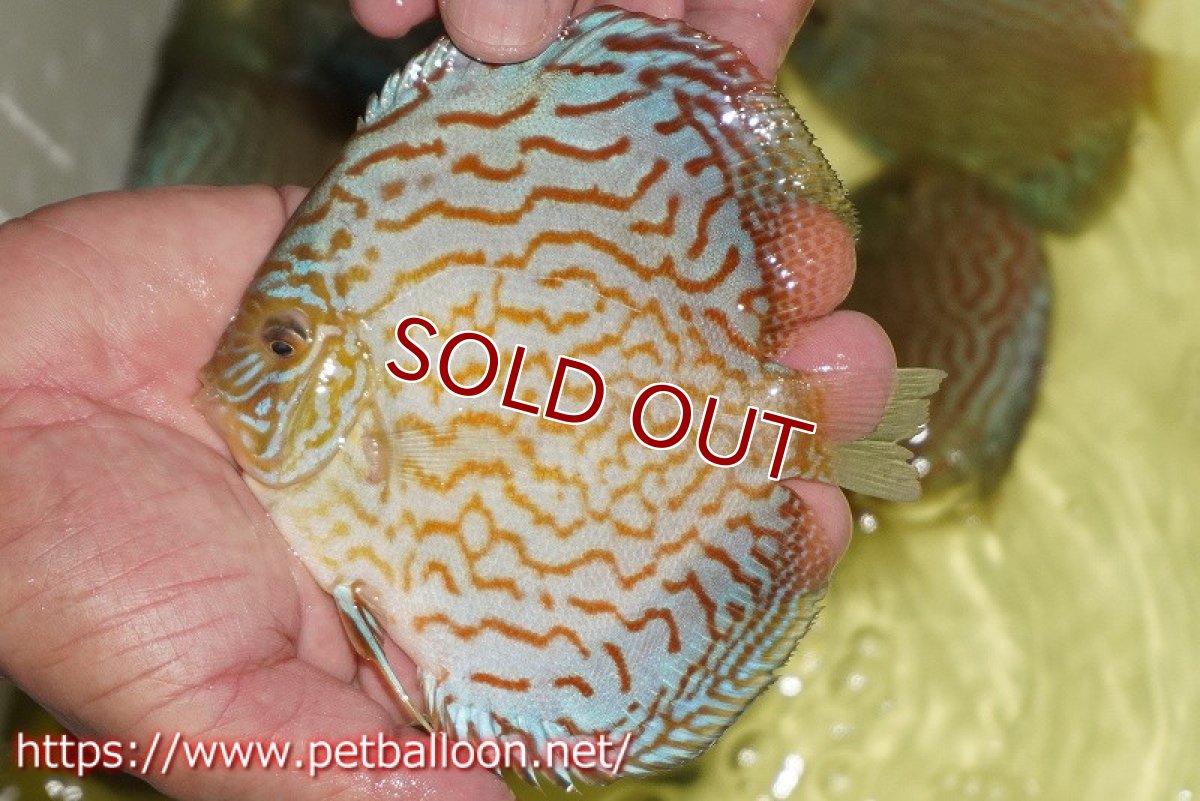 画像3: 【ディスカス】【通販】アルタムロイヤルブリリアント（ハイフォーム）【個体ペア販売】12-13cm（生体）マレーシア　NAディスカスファーム (3)