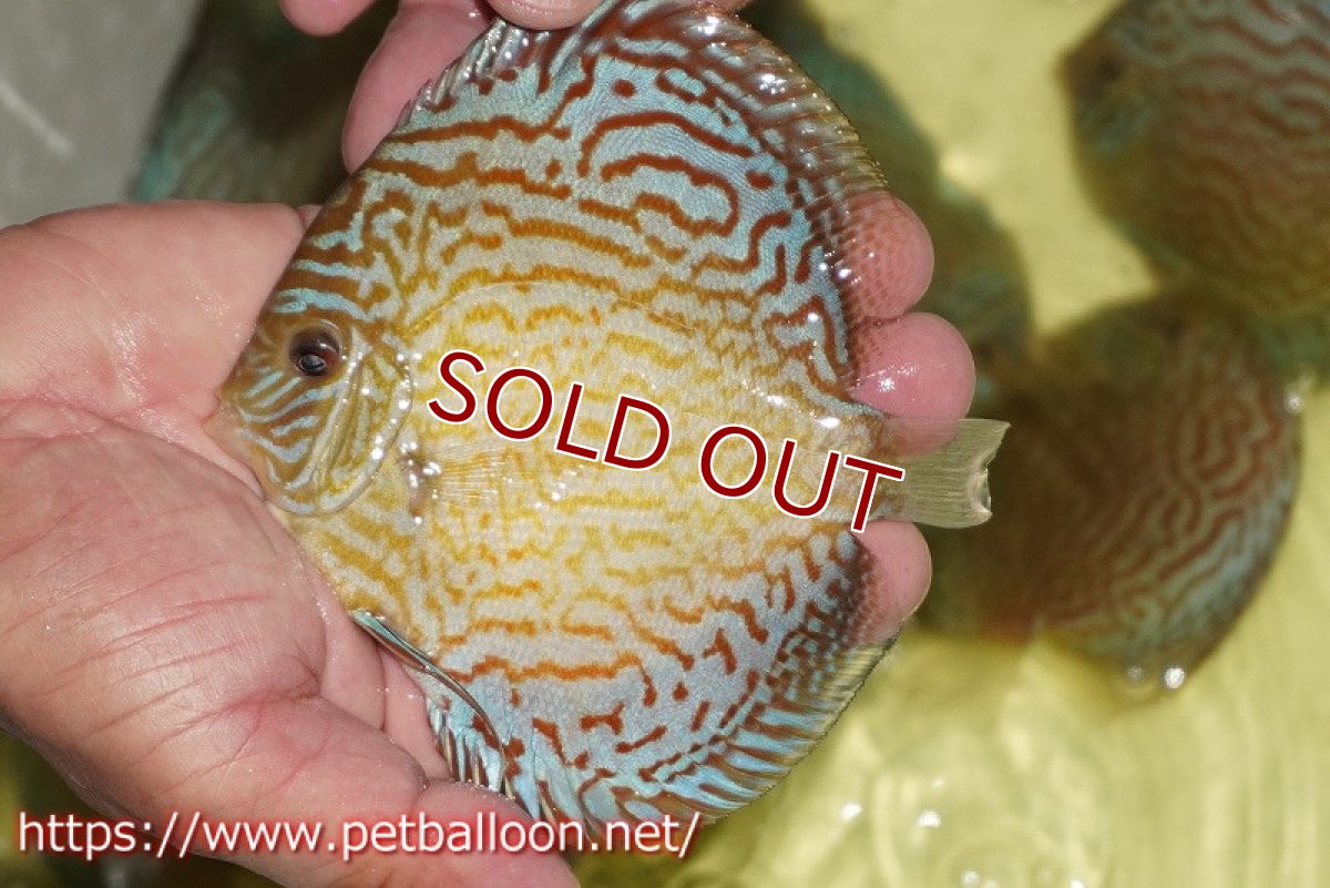 画像6: 【ディスカス】【通販】アルタムロイヤルブリリアント（ハイフォーム）【個体ペア販売】12-13cm（生体）マレーシア　NAディスカスファーム (6)