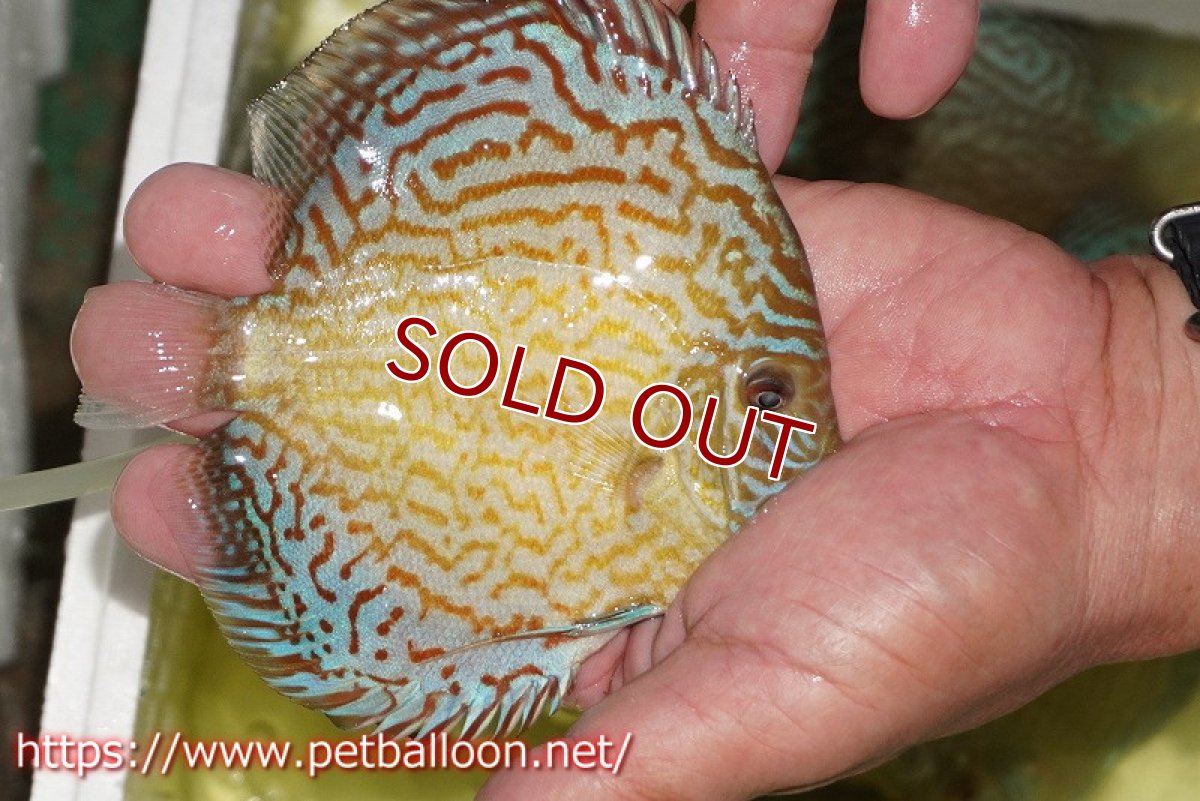 画像7: 【ディスカス】【通販】アルタムロイヤルブリリアント（ハイフォーム）【個体ペア販売】12-13cm（生体）マレーシア　NAディスカスファーム (7)