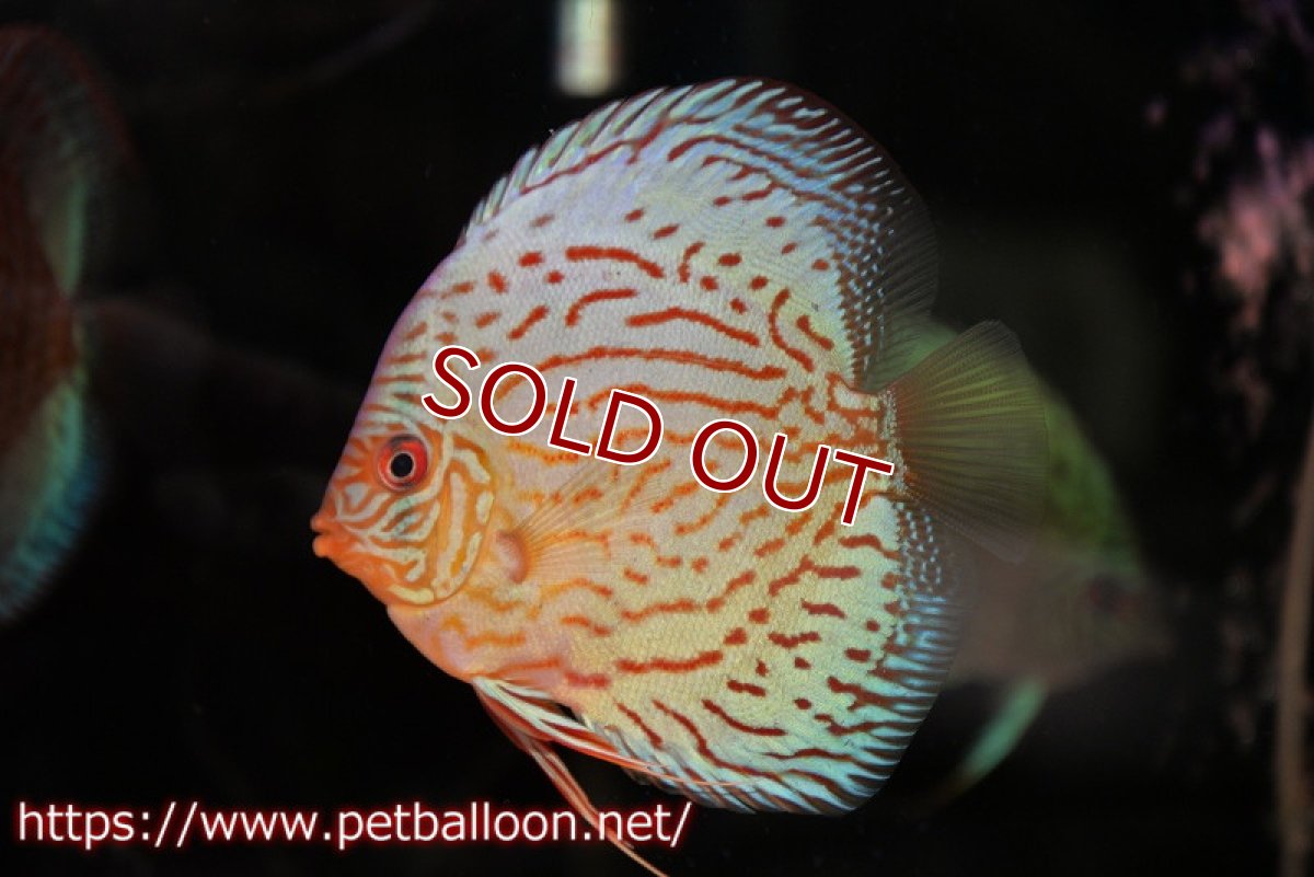 画像2: 【ディスカス】【通販】【国産ブリード】プレミアムセルーリア♂×オールドタイプ第三系統♀(F3)【個体販売】12cm (生体)【宮水の調 ディスカス銀河ブリード】 (2)