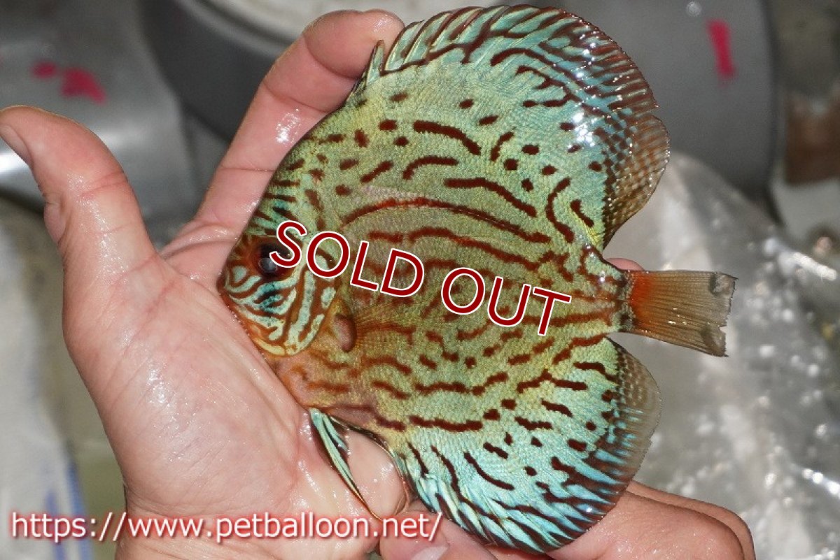 画像3: 【ディスカス】【通販】【国産ブリード】プレミアムセルーリア♂×オールドタイプ第三系統♀(F3)【個体販売】12cm (生体)【宮水の調 ディスカス銀河ブリード】 (3)