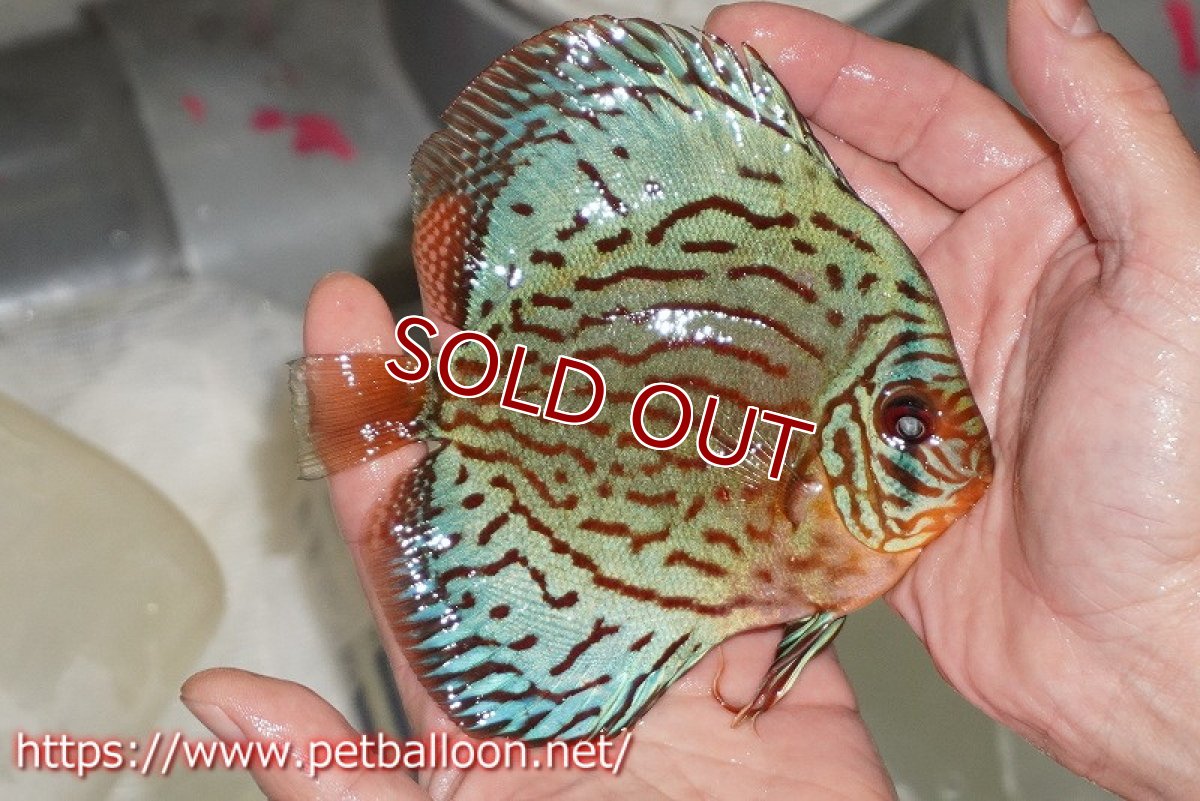 画像4: 【ディスカス】【通販】【国産ブリード】プレミアムセルーリア♂×オールドタイプ第三系統♀(F3)【個体販売】12cm (生体)【宮水の調 ディスカス銀河ブリード】 (4)