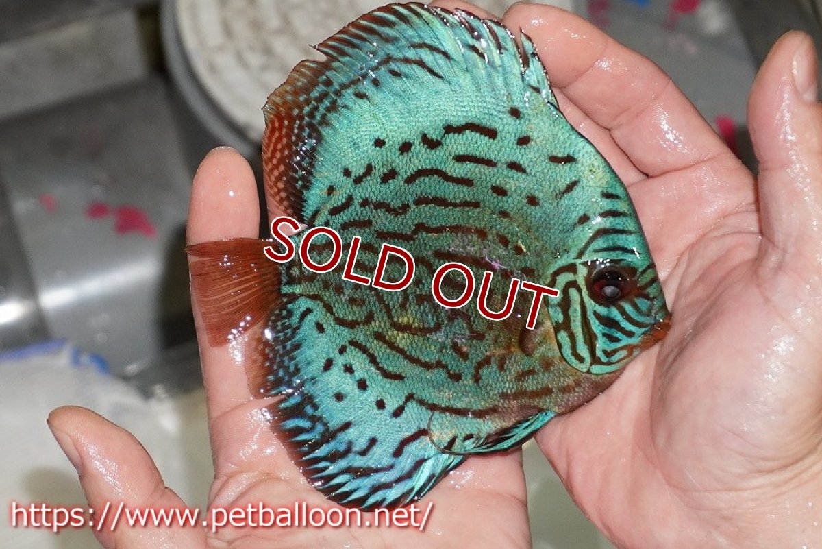画像2: 【ディスカス】【通販】【国産ブリード】プレミアムセルーリア♂×オールドタイプ第三系統♀(F3)【個体販売】12cm (生体)【宮水の調 ディスカス銀河ブリード】 (2)