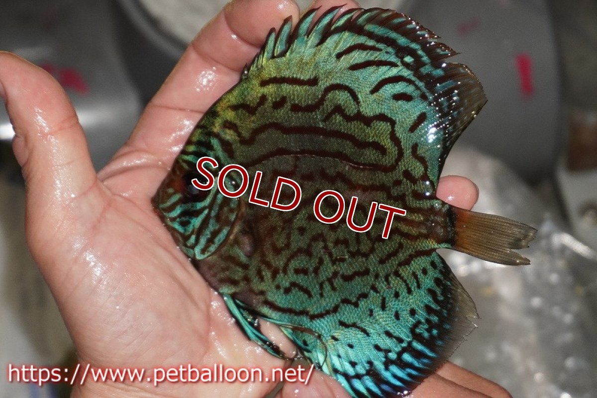 画像2: 【ディスカス】【通販】【国産ブリード】プレミアムセルーリア♂×オールドタイプ第三系統♀(F3)【個体販売】12cm (生体)【宮水の調 ディスカス銀河ブリード】 (2)