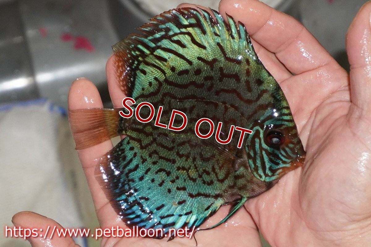 画像3: 【ディスカス】【通販】【国産ブリード】プレミアムセルーリア♂×オールドタイプ第三系統♀(F3)【個体販売】12cm (生体)【宮水の調 ディスカス銀河ブリード】 (3)