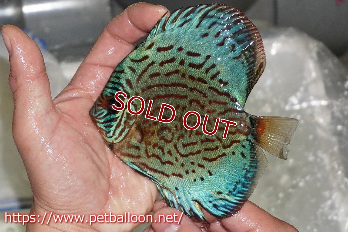 画像2: 【ディスカス】【通販】【国産ブリード】プレミアムセルーリア♂×オールドタイプ第三系統♀（F3）【個体販売】12cm （生体）【宮水の調　ディスカス銀河ブリード】 (2)