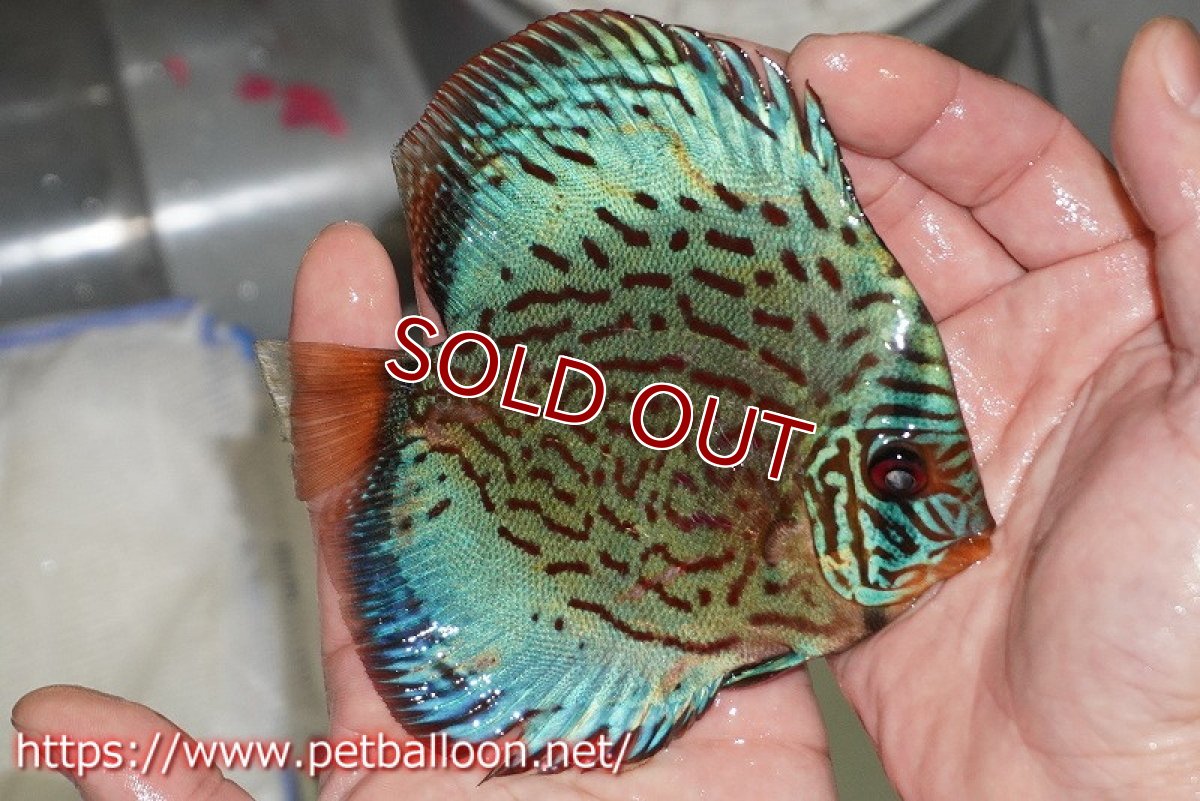 画像3: 【ディスカス】【通販】【国産ブリード】プレミアムセルーリア♂×オールドタイプ第三系統♀（F3）【個体販売】12cm （生体）【宮水の調　ディスカス銀河ブリード】 (3)