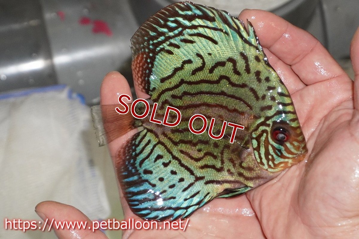画像2: 【ディスカス】【通販】【国産ブリード】プレミアムセルーリア♂×オールドタイプ第三系統♀(F3)【個体販売】12cm (生体)【宮水の調 ディスカス銀河ブリード】 (2)