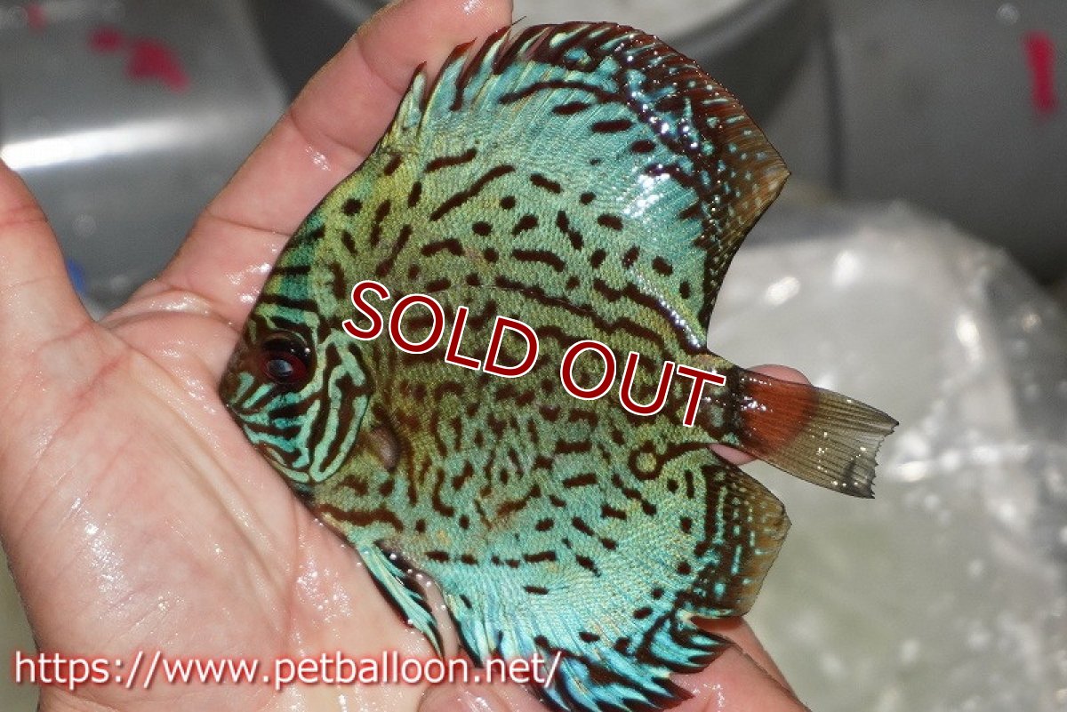 画像2: 【ディスカス】【通販】【国産ブリード】プレミアムセルーリア♂×オールドタイプ第三系統♀(F3)【個体販売】12cm (生体)【宮水の調 ディスカス銀河ブリード】 (2)