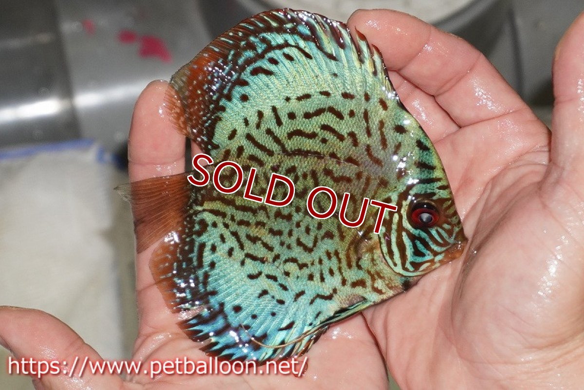 画像3: 【ディスカス】【通販】【国産ブリード】プレミアムセルーリア♂×オールドタイプ第三系統♀(F3)【個体販売】12cm (生体)【宮水の調 ディスカス銀河ブリード】 (3)