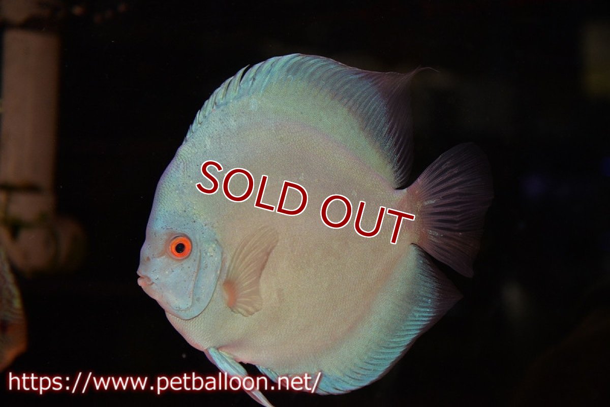 画像2: 【ディスカス】【通販】スコーピオンブルーダイヤモンド【個体ペア販売】18-19cm（生体）マレーシア　KLディスカスファーム (2)