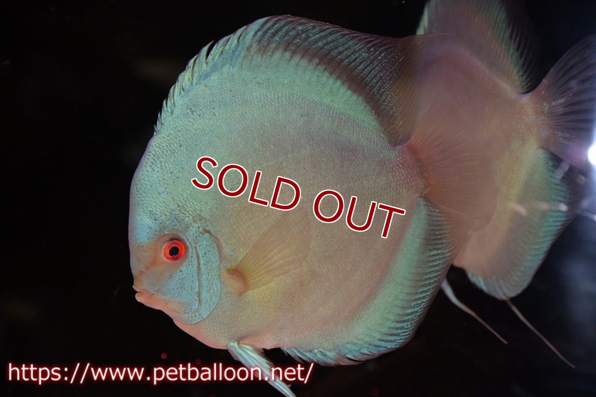 画像5: 【ディスカス】【通販】スコーピオンブルーダイヤモンド【個体ペア販売】18-19cm（生体）マレーシア　KLディスカスファーム (5)