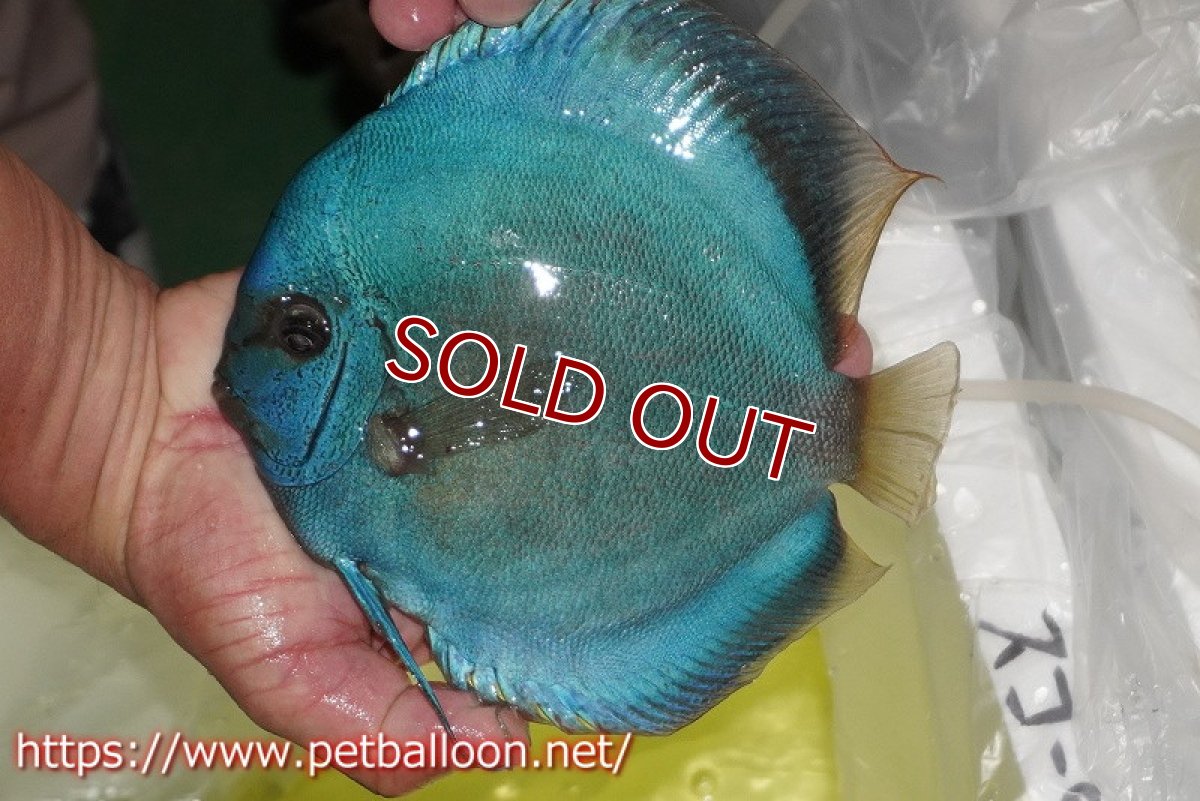 画像6: 【ディスカス】【通販】スコーピオンブルーダイヤモンド【個体ペア販売】18-19cm（生体）マレーシア　KLディスカスファーム (6)