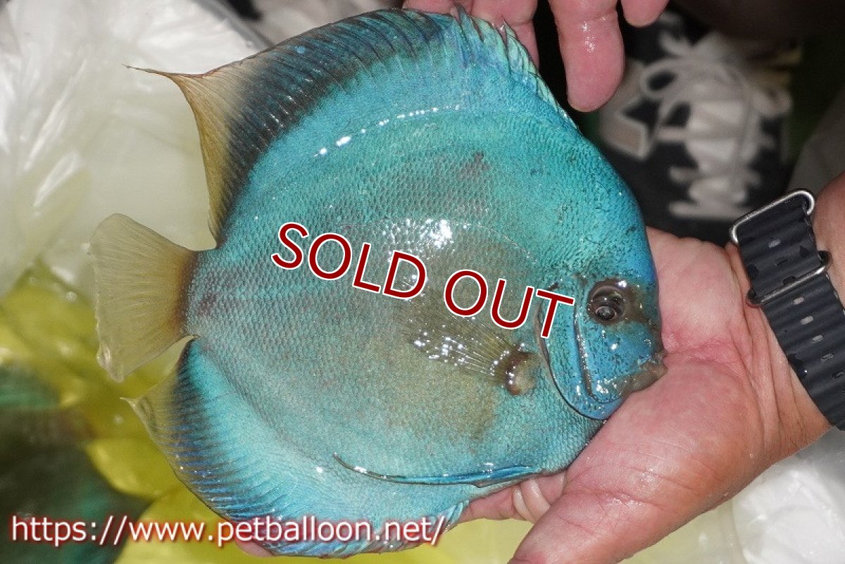 画像7: 【ディスカス】【通販】スコーピオンブルーダイヤモンド【個体ペア販売】18-19cm（生体）マレーシア　KLディスカスファーム (7)