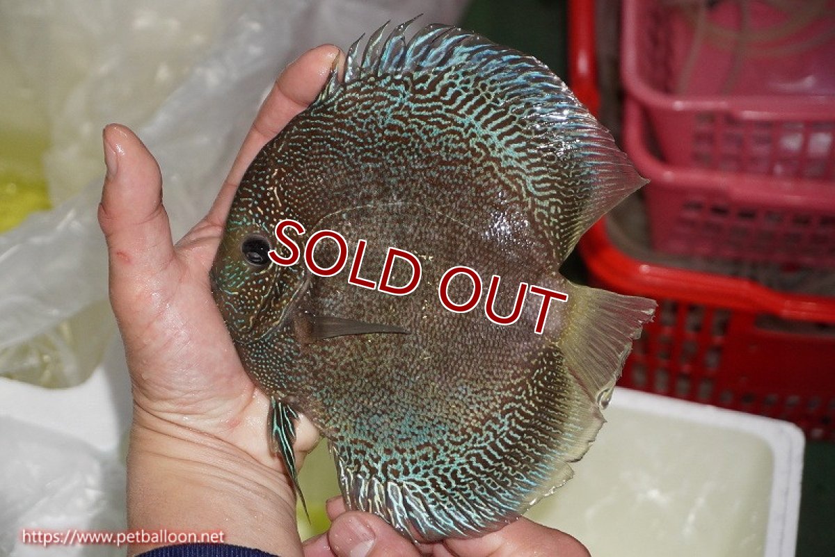 画像2: 【ディスカス】【通販】【超激レア　ブリーディングストック個体】ジャイアントブルーバティックスネーク【個体販売】18-19cm（生体）マレーシア　KLディスカスファーム (2)