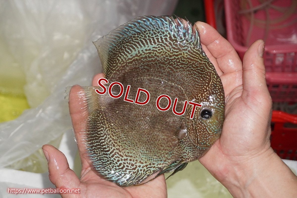 画像3: 【ディスカス】【通販】【超激レア　ブリーディングストック個体】ジャイアントブルーバティックスネーク【個体販売】18-19cm（生体）マレーシア　KLディスカスファーム (3)