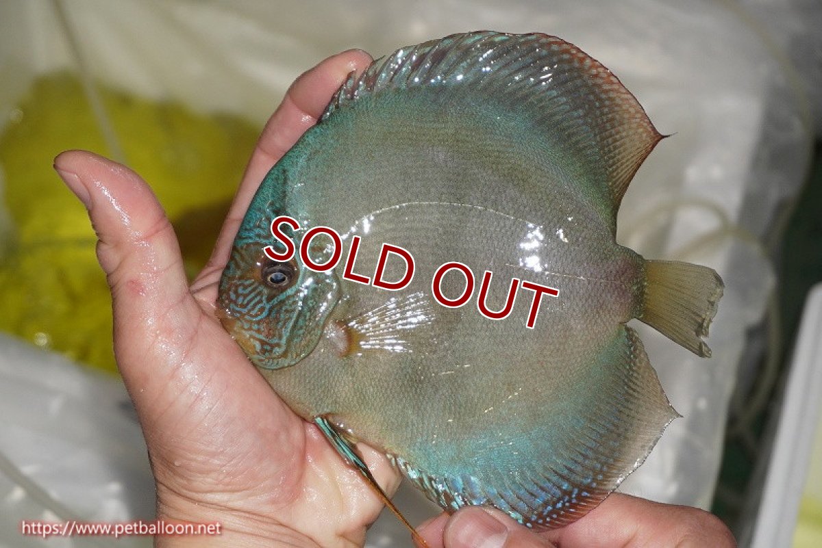 画像2: 【ディスカス】【通販】【究極のワイルドクロス 激レアニューストレイン】ラーゴイリピシレッドF3 クロス ラーゴパラコニブラッドレッドF2(タイプブルー)【個体販売】15-16cm(生体)マレーシア KLディスカスファーム (2)