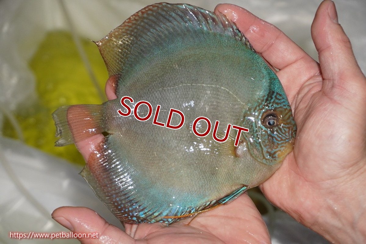 画像3: 【ディスカス】【通販】【究極のワイルドクロス 激レアニューストレイン】ラーゴイリピシレッドF3 クロス ラーゴパラコニブラッドレッドF2(タイプブルー)【個体販売】15-16cm(生体)マレーシア KLディスカスファーム (3)