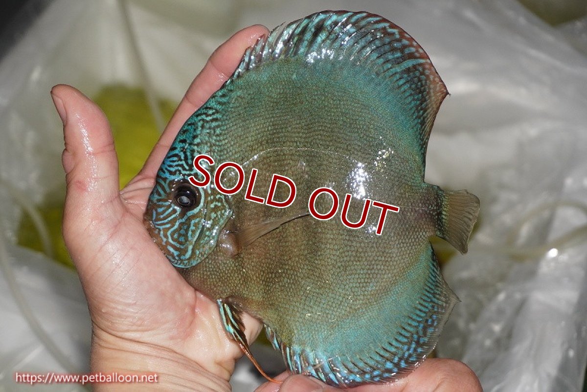 画像2: 【ディスカス】【通販】【究極のワイルドクロス 激レアニューストレイン】ラーゴイリピシレッドF3 クロス ラーゴパラコニブラッドレッドF2(タイプブルー)【個体販売】15-16cm(生体)マレーシア KLディスカスファーム (2)