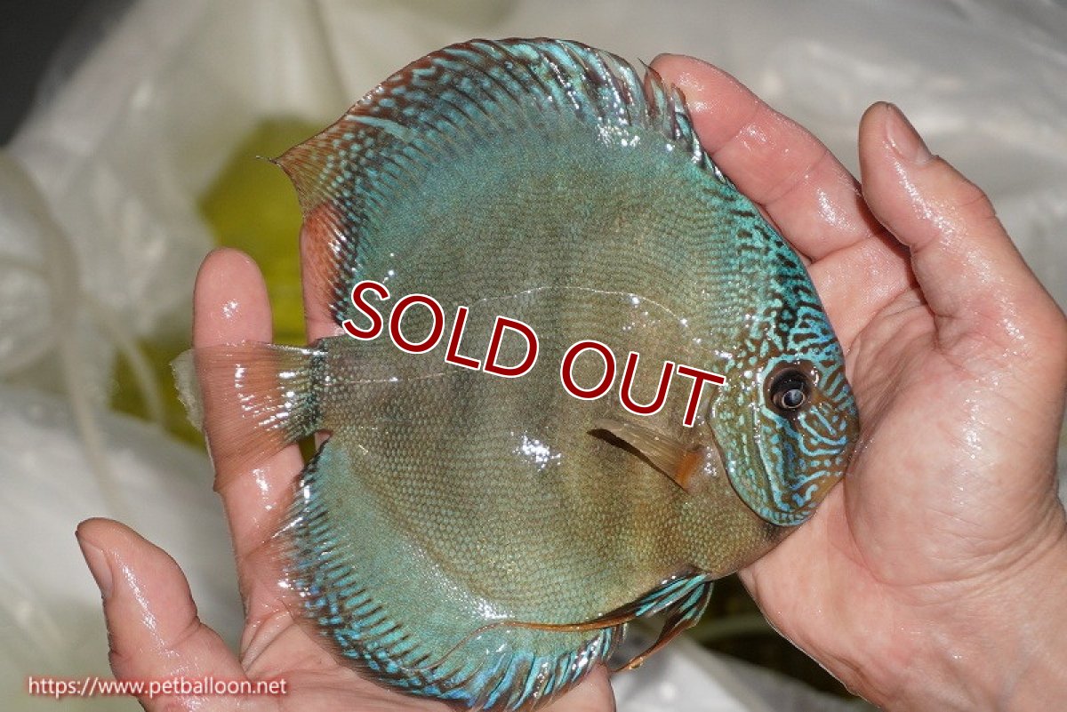 画像3: 【ディスカス】【通販】【究極のワイルドクロス 激レアニューストレイン】ラーゴイリピシレッドF3 クロス ラーゴパラコニブラッドレッドF2(タイプブルー)【個体販売】15-16cm(生体)マレーシア KLディスカスファーム (3)