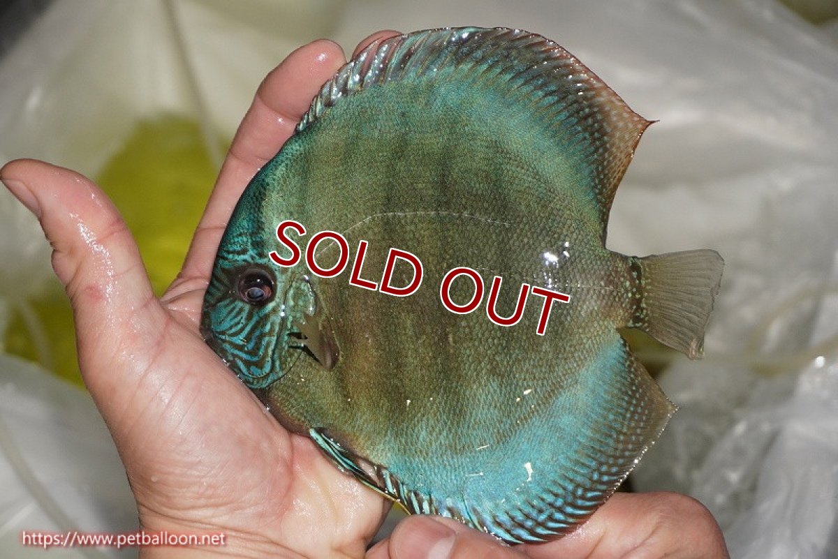 画像2: 【ディスカス】【通販】【究極のワイルドクロス 激レアニューストレイン】ラーゴイリピシレッドF3 クロス ラーゴパラコニブラッドレッドF2(タイプブルー)【個体販売】15-16cm(生体)マレーシア KLディスカスファーム (2)