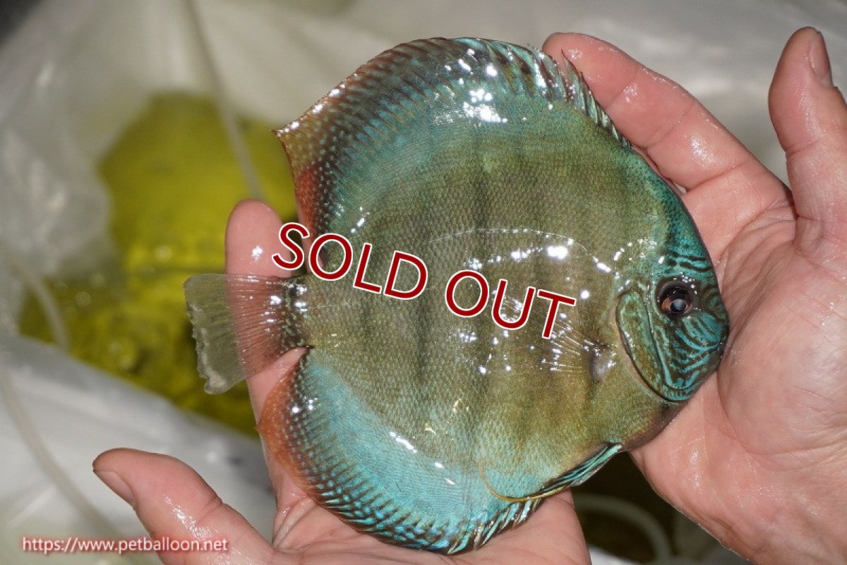 画像3: 【ディスカス】【通販】【究極のワイルドクロス 激レアニューストレイン】ラーゴイリピシレッドF3 クロス ラーゴパラコニブラッドレッドF2(タイプブルー)【個体販売】15-16cm(生体)マレーシア KLディスカスファーム (3)