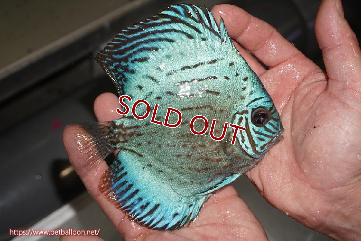 画像3: 【ディスカス】【通販】オールドジャックワットレーセルーリア（ピュア）【個体ペア販売】14-15cm（生体）国産ディスカス　京都産 (3)