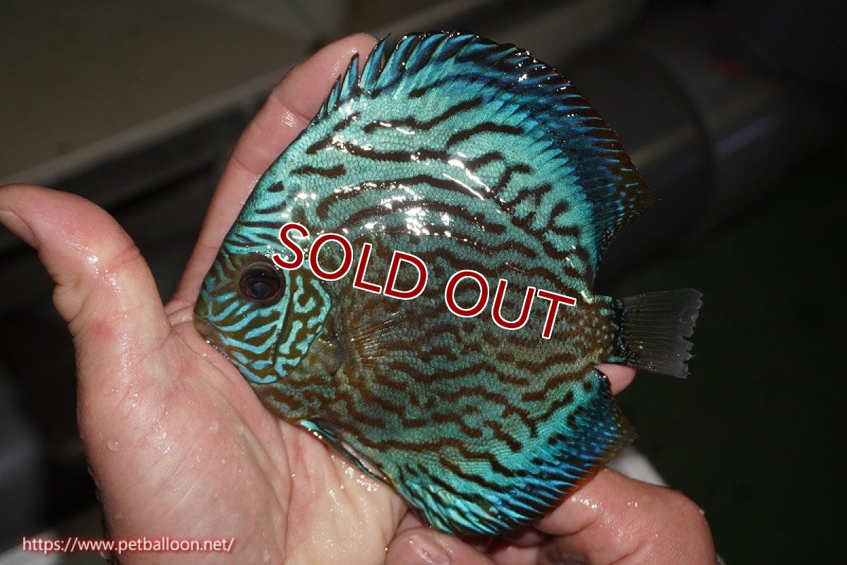 画像4: 【ディスカス】【通販】オールドジャックワットレーセルーリア（ピュア）【個体ペア販売】14-15cm（生体）国産ディスカス　京都産 (4)