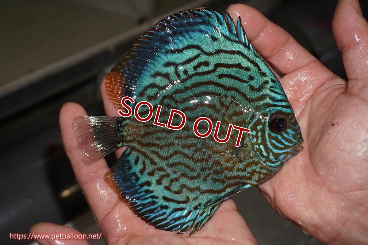 画像5: 【ディスカス】【通販】オールドジャックワットレーセルーリア（ピュア）【個体ペア販売】14-15cm（生体）国産ディスカス　京都産 (5)