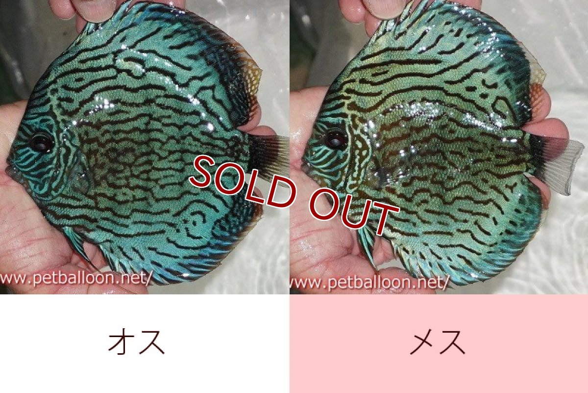 画像2: 【ディスカス】【通販】【ブリーディング経験あり種親ペア】オールドタイプ第三系統【個体ペア販売】15-17cm（生体）【坂の極み　京の匠 直系 大阪筋】 (2)