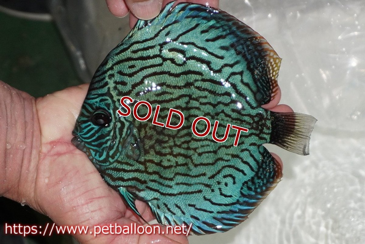 画像3: 【ディスカス】【通販】【ブリーディング経験あり種親ペア】オールドタイプ第三系統【個体ペア販売】15-17cm（生体）【坂の極み　京の匠 直系 大阪筋】 (3)