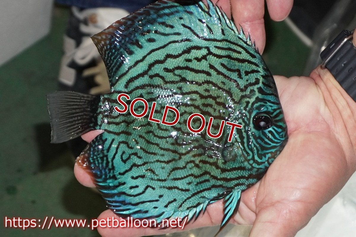 画像4: 【ディスカス】【通販】【ブリーディング経験あり種親ペア】オールドタイプ第三系統【個体ペア販売】15-17cm（生体）【坂の極み　京の匠 直系 大阪筋】 (4)