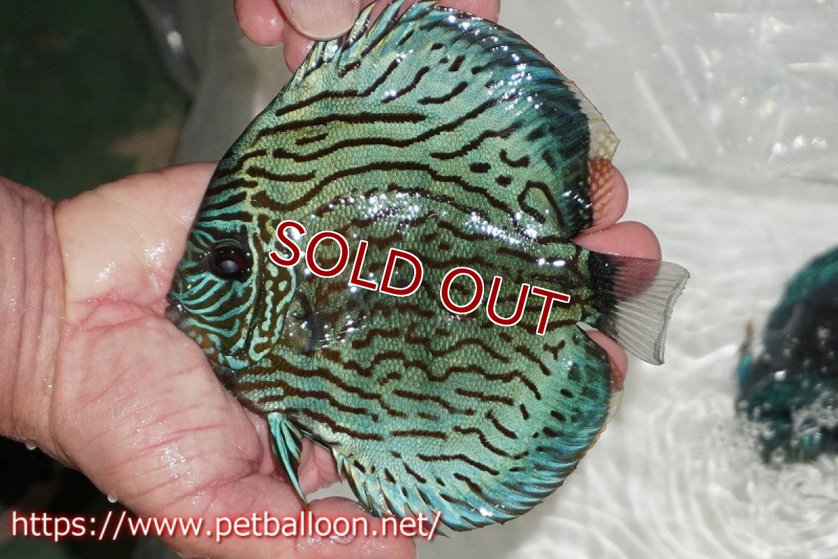 画像5: 【ディスカス】【通販】【ブリーディング経験あり種親ペア】オールドタイプ第三系統【個体ペア販売】15-17cm（生体）【坂の極み　京の匠 直系 大阪筋】 (5)