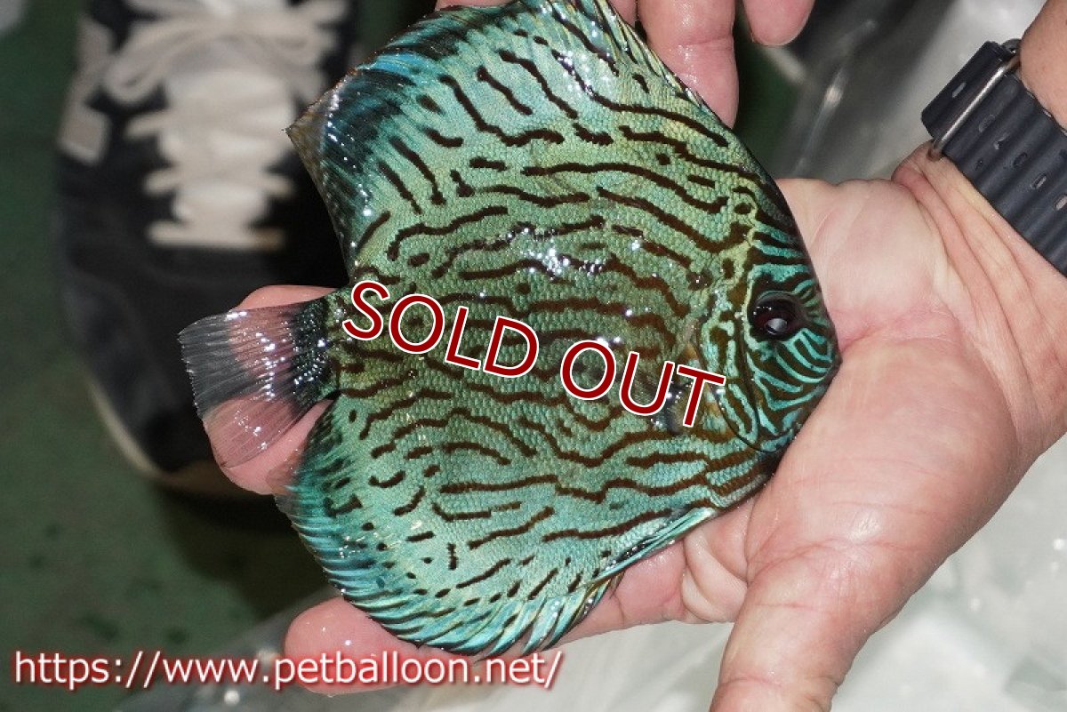 画像6: 【ディスカス】【通販】【ブリーディング経験あり種親ペア】オールドタイプ第三系統【個体ペア販売】15-17cm（生体）【坂の極み　京の匠 直系 大阪筋】 (6)