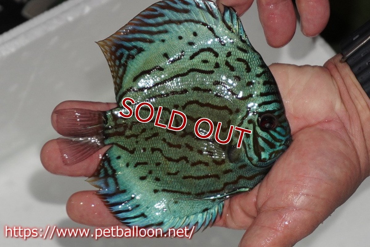 画像2: 【ディスカス】【通販】【今年最終入荷かも】オールドジャックワットレーセルーリア【個体販売】13-14cm（生体）【坂の極み　京の匠 直系 大阪筋】 (2)