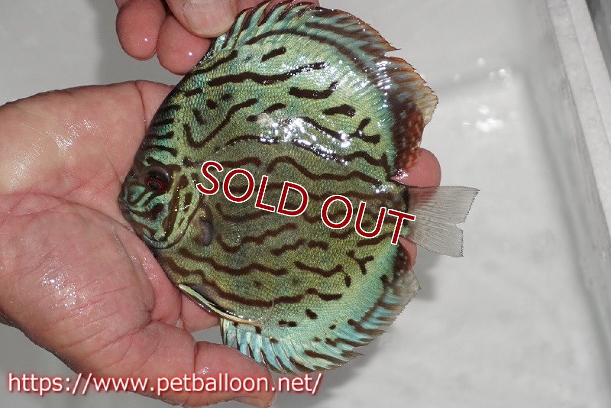 画像2: 【ディスカス】【通販】【今年最終入荷かも】オールドジャックワットレーセルーリア【個体販売】13-14cm（生体）【坂の極み　京の匠 直系 大阪筋】 (2)