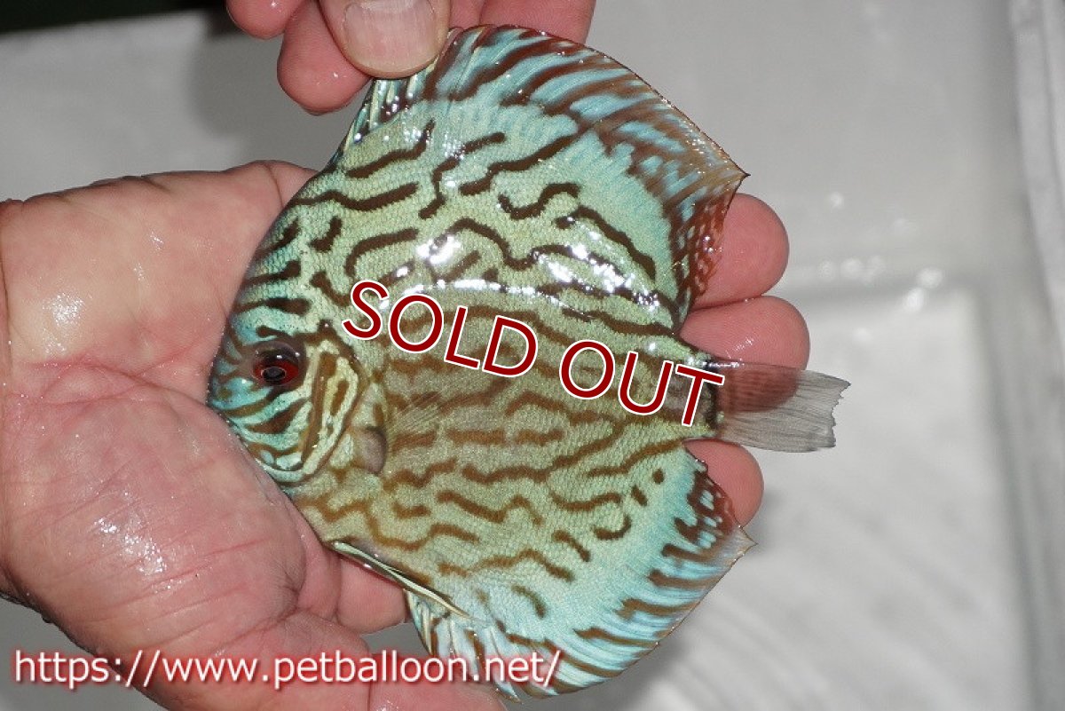 画像2: 【ディスカス】【通販】【今年最終入荷かも】オールドジャックワットレーセルーリア【個体販売】13-14cm（生体）【坂の極み　京の匠 直系 大阪筋】 (2)