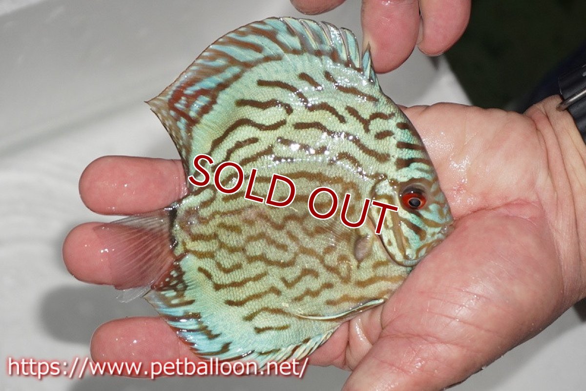 画像3: 【ディスカス】【通販】【今年最終入荷かも】オールドジャックワットレーセルーリア【個体販売】13-14cm（生体）【坂の極み　京の匠 直系 大阪筋】 (3)