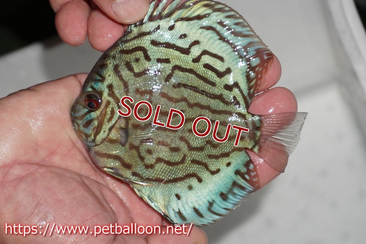 画像2: 【ディスカス】【通販】【今年最終入荷かも】オールドジャックワットレーセルーリア【個体販売】12-13cm（生体）【坂の極み　京の匠 直系 大阪筋】 (2)