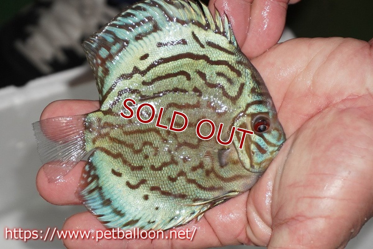 画像3: 【ディスカス】【通販】【今年最終入荷かも】オールドジャックワットレーセルーリア【個体販売】12-13cm（生体）【坂の極み　京の匠 直系 大阪筋】 (3)