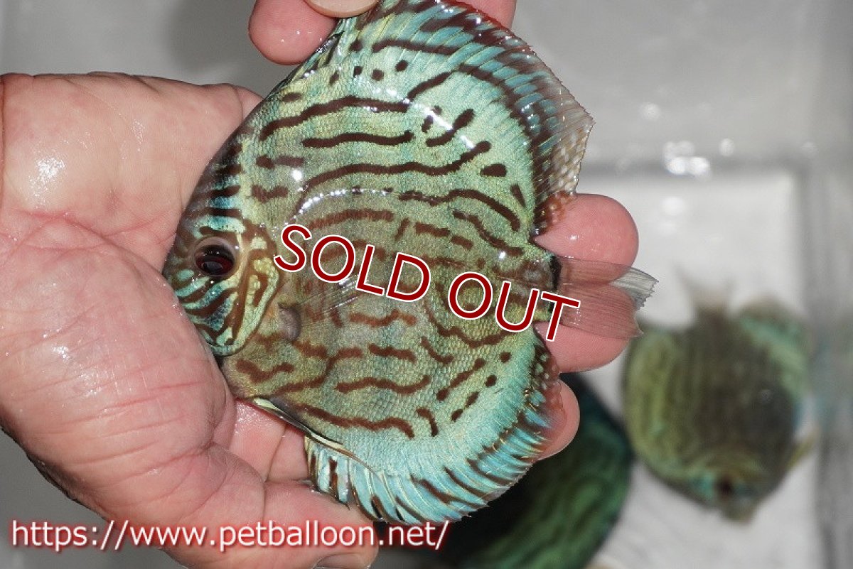 画像2: 【ディスカス】【通販】【今年最終入荷かも】オールドジャックワットレーセルーリア【個体販売】12-13cm（生体）【坂の極み　京の匠 直系 大阪筋】 (2)