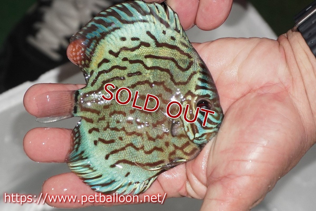 画像3: 【ディスカス】【通販】【今年最終入荷かも】オールドジャックワットレーセルーリア【個体販売】12-13cm（生体）【坂の極み　京の匠 直系 大阪筋】 (3)