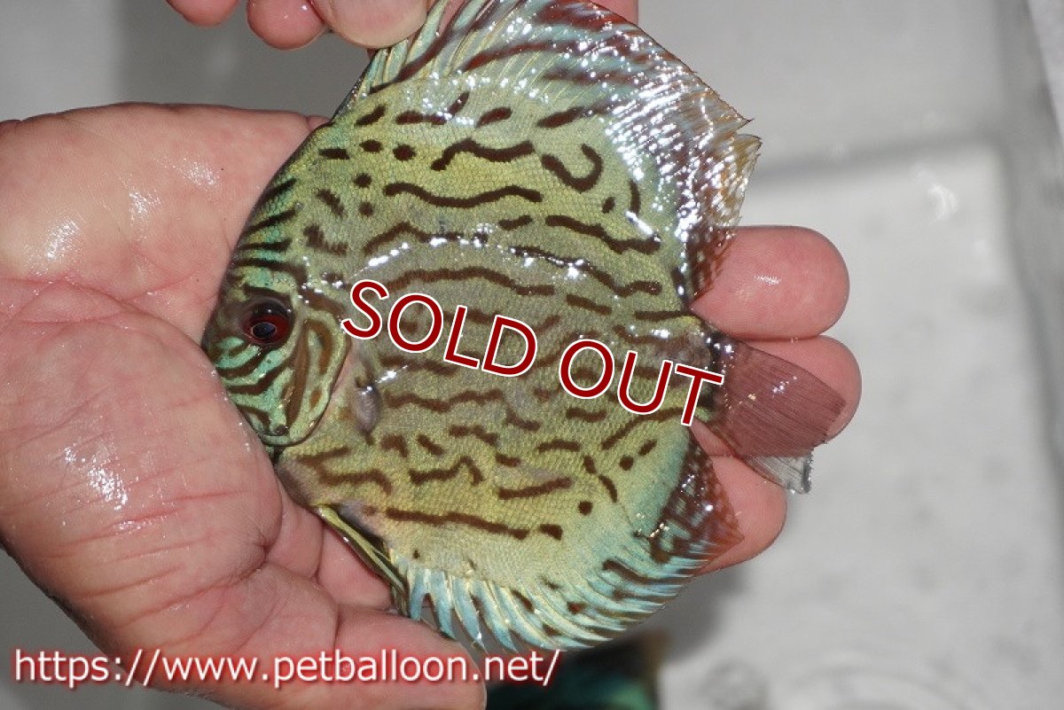 画像2: 【ディスカス】【通販】【今年最終入荷かも】オールドジャックワットレーセルーリア【個体販売】12-13cm（生体）【坂の極み　京の匠 直系 大阪筋】 (2)