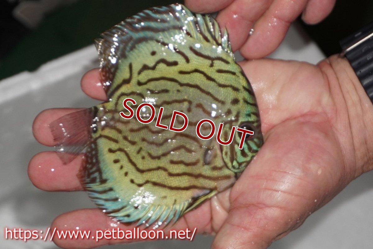 画像3: 【ディスカス】【通販】【今年最終入荷かも】オールドジャックワットレーセルーリア【個体販売】12-13cm（生体）【坂の極み　京の匠 直系 大阪筋】 (3)