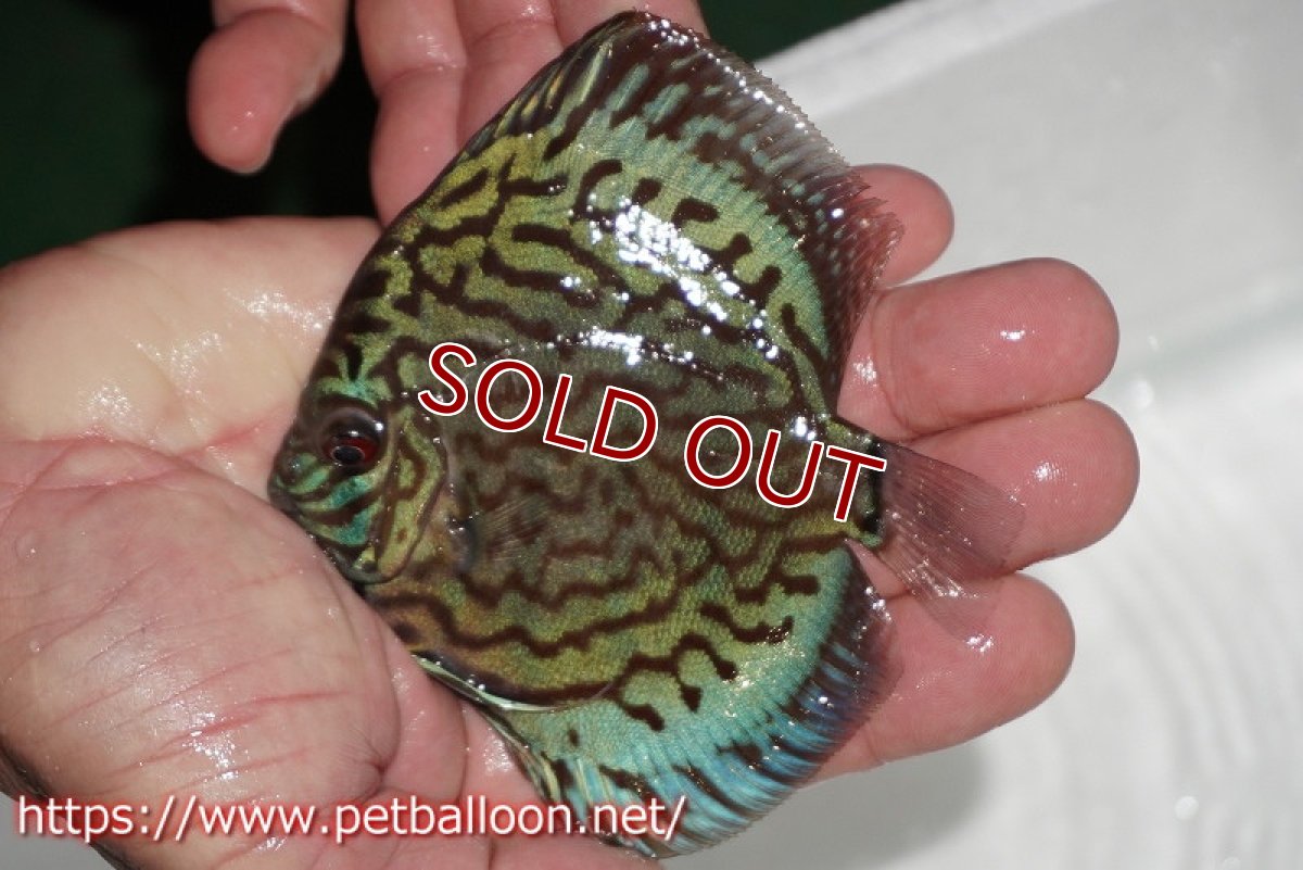 画像2: 【ディスカス】【通販】【今年最終入荷かも】オールドジャックワットレーセルーリア【個体販売】10-11cm（生体）【坂の極み　京の匠 直系 大阪筋】 (2)