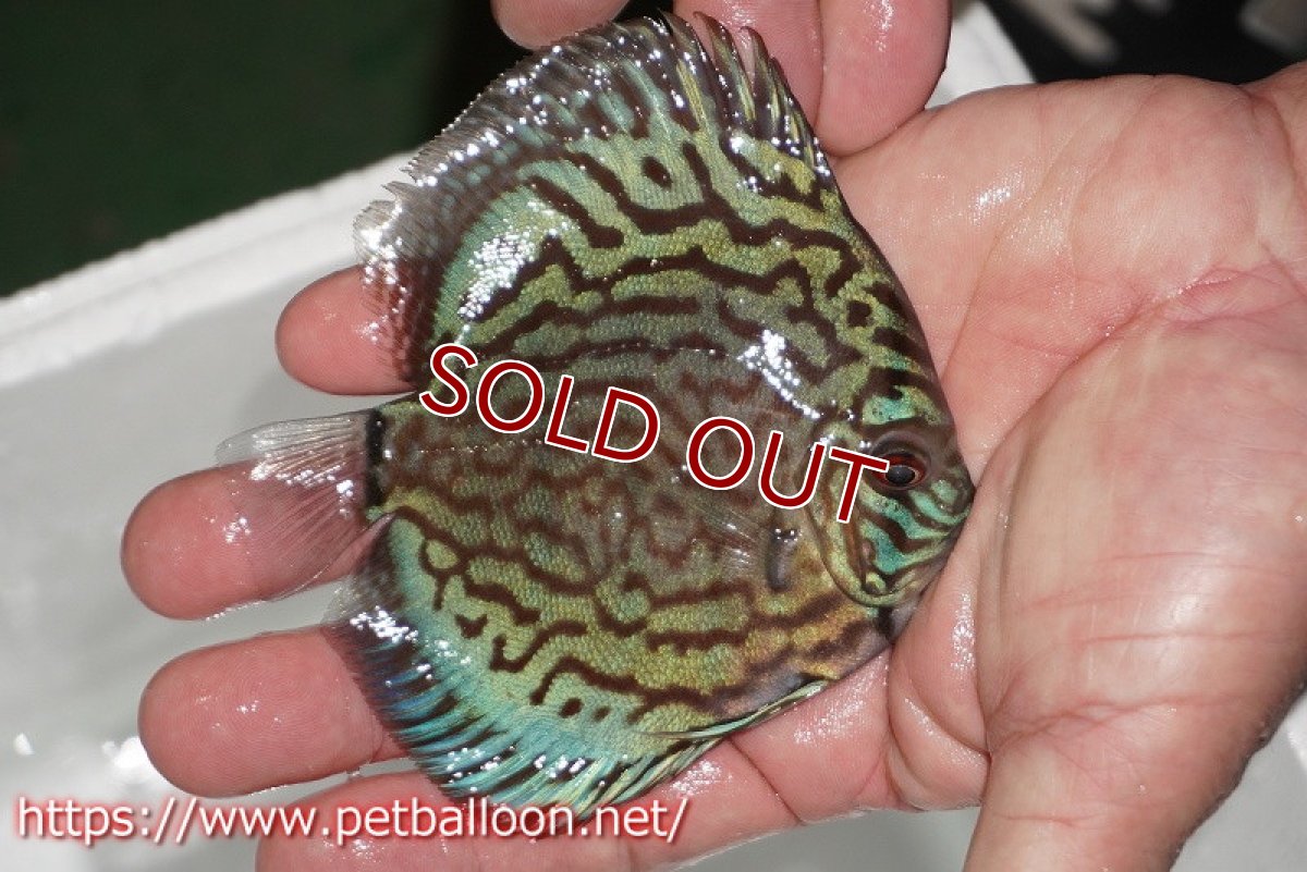 画像3: 【ディスカス】【通販】【今年最終入荷かも】オールドジャックワットレーセルーリア【個体販売】10-11cm（生体）【坂の極み　京の匠 直系 大阪筋】 (3)