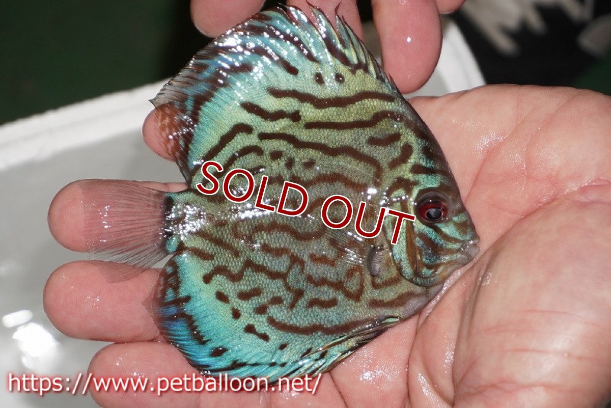 画像2: 【ディスカス】【通販】【今年最終入荷かも】オールドジャックワットレーセルーリア【個体販売】10-11cm（生体）【坂の極み　京の匠 直系 大阪筋】 (2)