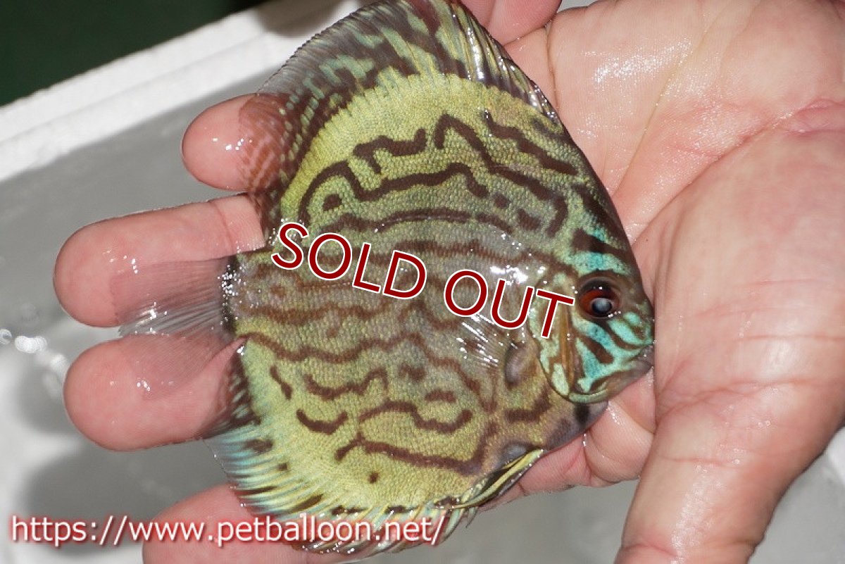 画像2: 【ディスカス】【通販】【今年最終入荷かも】オールドジャックワットレーセルーリア【個体販売】10-11cm（生体）【坂の極み　京の匠 直系 大阪筋】 (2)