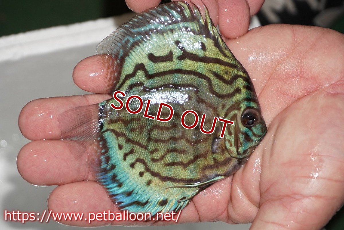 画像2: 【ディスカス】【通販】【今年最終入荷かも】オールドジャックワットレーセルーリア【個体販売】10-11cm（生体）【坂の極み　京の匠 直系 大阪筋】 (2)