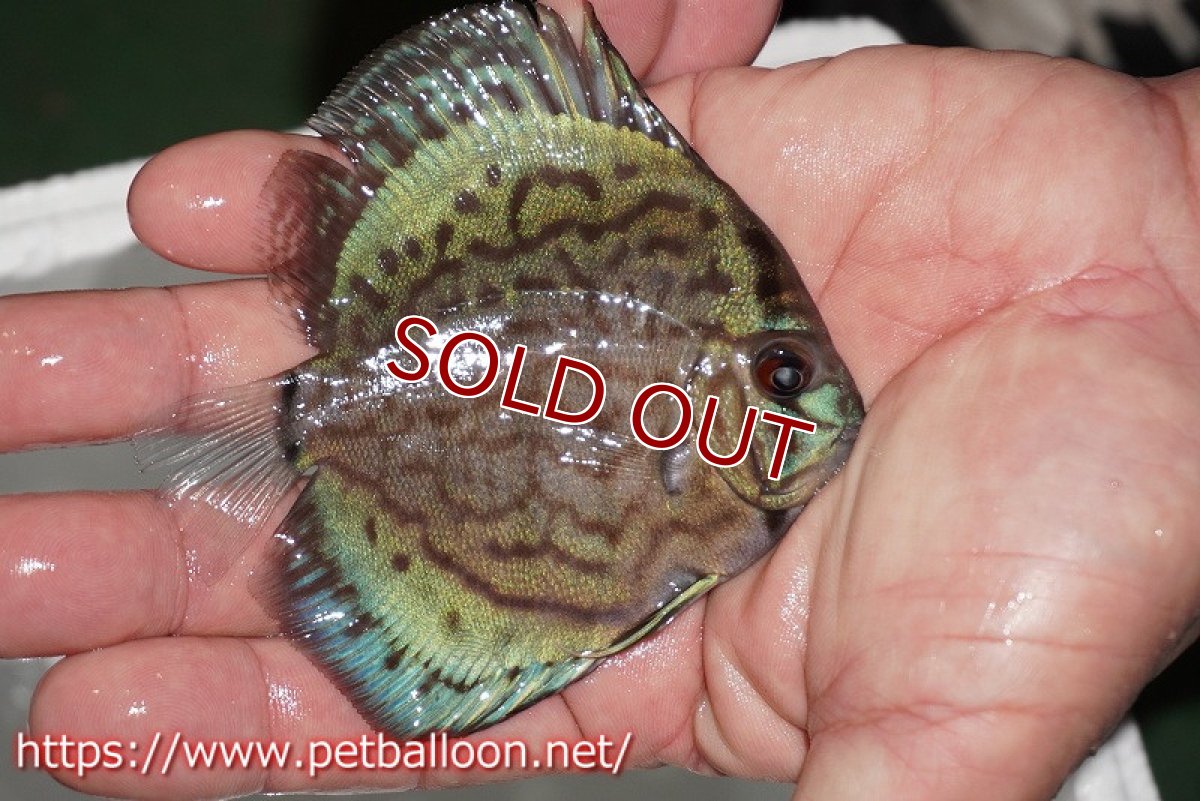 画像3: 【ディスカス】【通販】【今年最終入荷かも】オールドジャックワットレーセルーリア【個体販売】10-11cm（生体）【坂の極み　京の匠 直系 大阪筋】 (3)